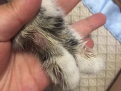 -糯米喵星人总部直营旗舰店·猫舍·幼猫出售