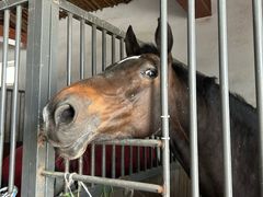 -北京群众马术培训基地