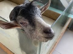 -怪兽屋·羊驼·猫咖·狗咖(俊华广场店)