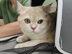 -瑞鹏宠物医院犬猫全科(真大分院)