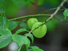 -杭州西湖风景名胜区-满觉陇四眼井