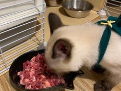 -屋虎猫馆(宝安大仟里店)