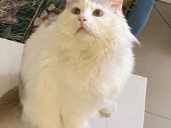 -平行世界·猫咖(首经贸店)