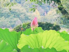 -八卦田遗址公园