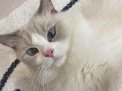 -猫咪派对(江南西店)