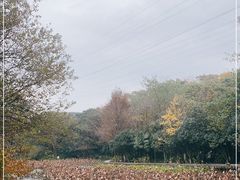 -八卦田遗址公园