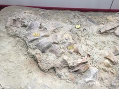 -嘉荫恐龙国家地质公园