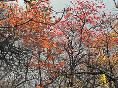-秦岭终南山世界地质公园翠华山景区