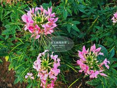 -荷兰花海