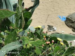 -漳州滨海火山岛自然生态风景区