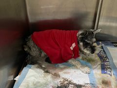 -暖阳宠物医院·犬猫康复中心·骨科