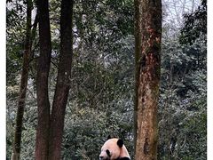 -中国大熊猫保护研究中心雅安碧峰峡基地