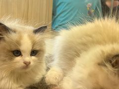 -屋虎猫馆(宝安大仟里店)