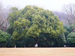 -灵谷景区