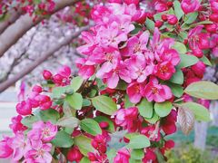 -海棠花溪(元大都城垣遗址公园)