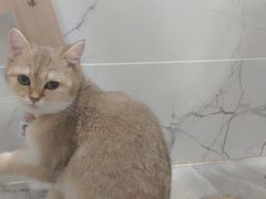 -楼上猫咖(罗湖店)