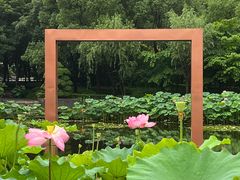 -陈家山荷花公园