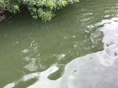 -五缘湾湿地公园