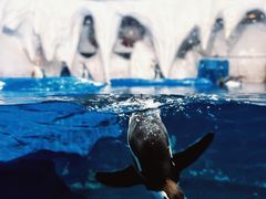 -太平洋海底世界