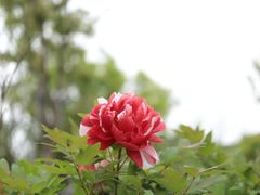 -上海滨江森林公园