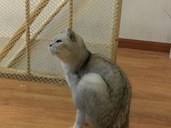-萌喵咖啡屋(人民东路4号口M16商铺店)