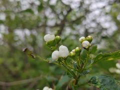 -牛背梁国家森林公园