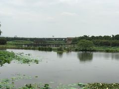 -荷塘月色湿地公园·向阳花洲