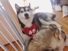 -Husky Go! 哈士奇体验馆·宠物咖啡厅狗咖