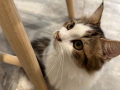 -楼上猫咖(罗湖店)