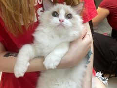 -lincat·猫舍(广州店)