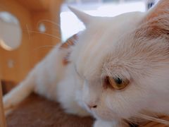 -飞行喵MR PILOT|猫舍·猫咖(静安大融城店)