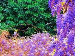 -西南交通大学(九里校区)