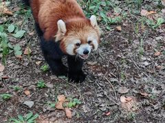 -合肥野生动物园