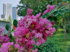 -新虹桥中心花园