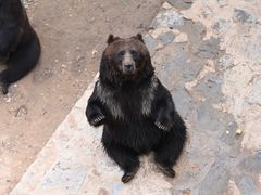 -石家庄市动物园