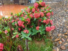 -胡里山炮台