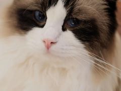 -猫域·湾主题猫咖·宠物吧(南坪城市广场店)