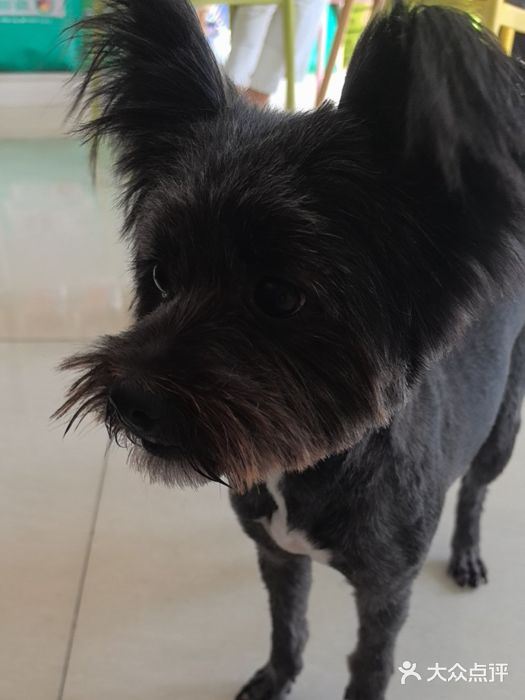 乐琪宠物医院·犬猫专科·骨外科·急重症图片