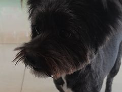 -乐琪宠物医院·犬猫专科·骨外科·急重症
