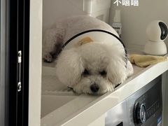 -PETKIT小佩宠物·低压洗护(国顺东路店)