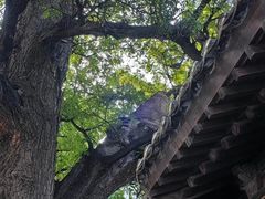 -胡氏古民居建筑