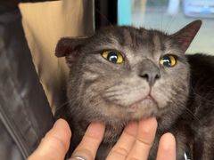 -瑞派康怡24h宠物医院·犬猫医疗中心·微创绝育(瑞景分院)