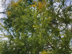 -白石龙音乐公园