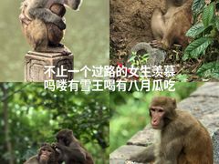 -黔灵山公园