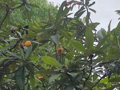 -塘栖枇杷特色园区