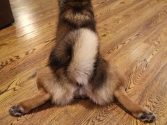 -柴务处·柴犬主题狗咖