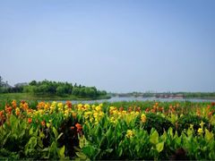 -杭州湾海上花田景区