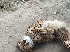 -上海野生动物园
