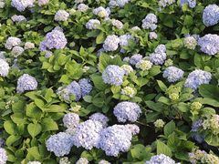 -东南花都花博园