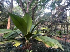 -中国科学院西双版纳热带植物园